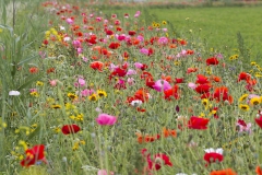 Bloemrijke akkerrand