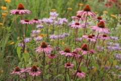 Prairiebeplanting