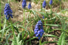 Honingbij op Muscari armeniacum