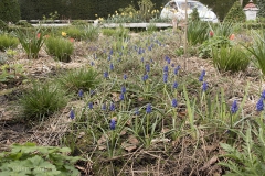 Close up Muscari