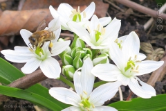 Honingbij op vogelmelk