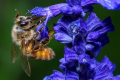 Honingbij drinkt nectar