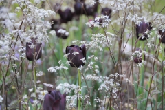 Lentebeeld prairieborder