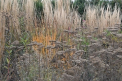 Herfstbeeld prairieborder