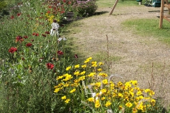 Prairieborder in kusttuin