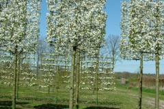 Prunus 'Umineko' - www.leiboom.nl