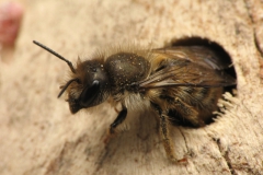 Metselbij in dood hout