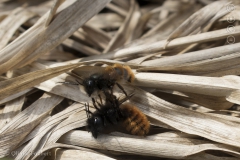 Osmia mannetje probeert te paren met vrouwtje