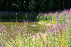 Ook de reiger vindt het leuk