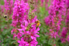 Honingbij met op de achtergrond een hommel