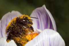 Hommel bedekt met stuifmeelkorrels