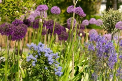 Alliums in de border