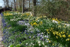 Muscari en Narcissen in de border