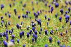 Muscari in gazon