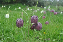 Kievietsbloem in gazon