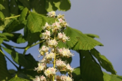 Bloem paardenkastanje