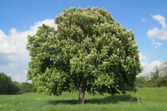 Habitus paardenkastanje