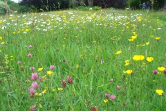 Bloemrijk grasland