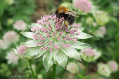 Boomhommel drinkt nectar