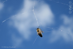 Honingbij in spinnenweb